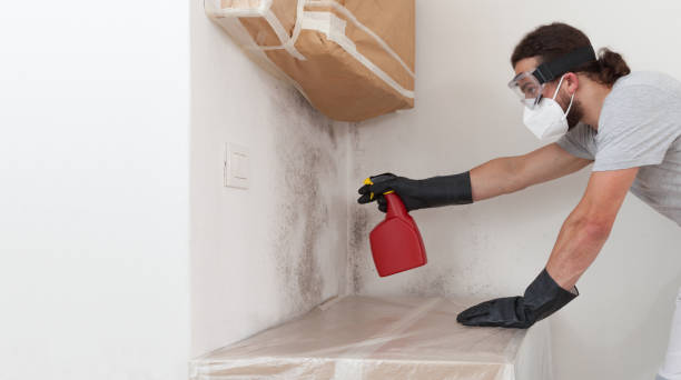 Professional Black Mold Removal technician working in Malden, MA
