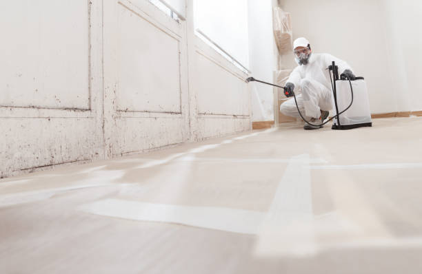 24/7 Emergency Black Mold Removal experts in Malden, MA