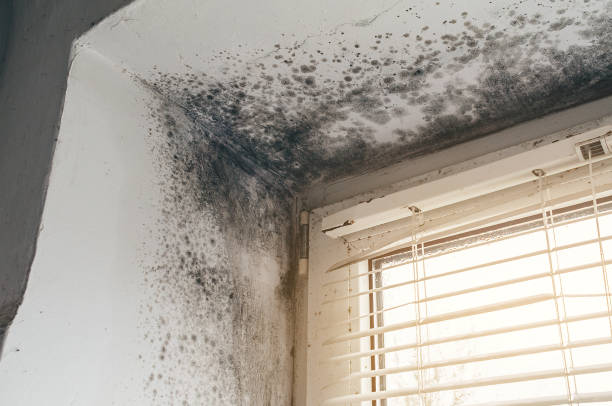 Affordable Mold Cleanup solutions in Malden, MA